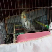 ۳ عروس هلندی جوان سالم دونه ای ۸۰۰|پرنده|گرگان, |دیوار