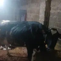 گاو گوساله|حیوانات مزرعه|تاکستان, |دیوار