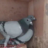 پشتی کبوتر|پشتی|مشهد, بهار|دیوار