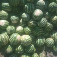 هندوانه شیرین