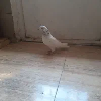 شاه کفتر غریب گیر|پرنده|ملایر, |دیوار