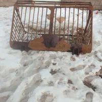 پاکت چغندر تمیز