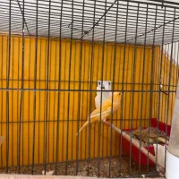 قناری|پرنده|برخوار, |دیوار