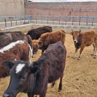 گوساله چاق درجه یک