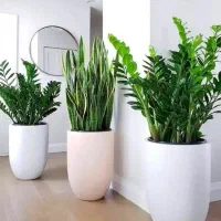 خدمات باغبان و باغبانی سرویس به تمام نقاط