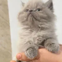 گربه‌ اصیل|گربه|شیراز, هفت تنان|دیوار