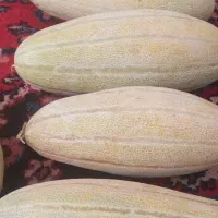 خربزه مشهدی درشت  بهترین بار منطقه|خوردنی و آشامیدنی|کبودرآهنگ, |دیوار