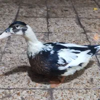 اردک وحشی|پرنده|کرمان, |دیوار