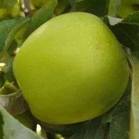 حدود پانزده تا درخت سیب پر با ر