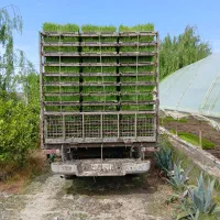 سینی نشا آماده درجه ۱