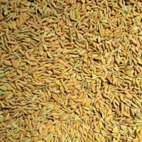 چلتوک .مال خلیفه