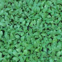 نشا بادمجان قلمه داربستی