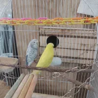 مرغ عشق انگلیسی گرید a|پرنده|اندیشه, اندیشه فاز ۴|دیوار