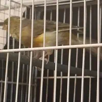 قناری سرخ آگات‌ گلاستر اورجینال مست خون ماده اماده|پرنده|مشهد, صیاد شیرازی|دیوار