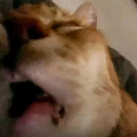 واگذاری یک عدد گربه خوابالو