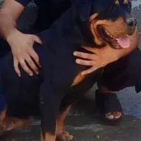 واگذاری روتفایلر