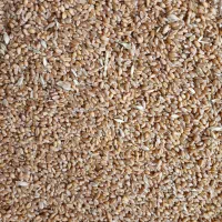 گندم قرمز اکلید درشت