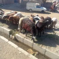 میش داشتی ابستن|حیوانات مزرعه|باوله, |دیوار