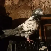 ۲عددکبوتر|پرنده|ابهر, |دیوار