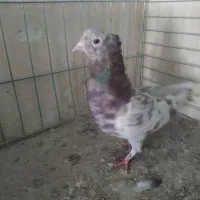 کبوتر رنگی|پرنده|قم, دروازه ری|دیوار