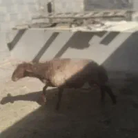 گوسفند نر