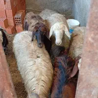 گوسفند ۵عدد ویک بز