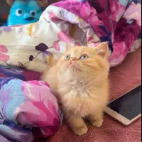 اسکاتیش بریتیش|گربه|بوکان, |دیوار