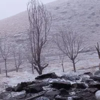 فروش کود حیوانی