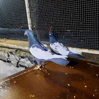 کبوتر بهبهانی سینه سیاه