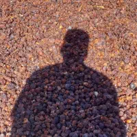 الوچه فله ای