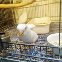 جفت گرینچک جوجه برزیلی|پرنده|قرچک, زیبا شهر|دیوار