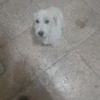 سگ ۵۰۰ تومن|سگ|محمدیه-قزوین, |دیوار