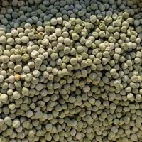 فروش نخود فرنگی