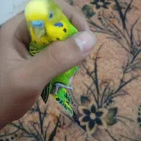 با یک جفت فنچ  معامله می کنم