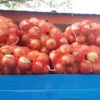 صادرات پیاز قرمز به  گشور های عربی