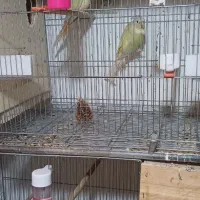 گرینچیک  جفت مونچیک آماده