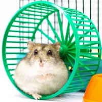 همستر کادویی با لوازم کامل و رنگبندی متنوع|موش و خرگوش|اصفهان, آهنگران|دیوار