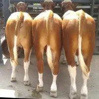 انواع گوساله سیمینتال