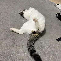 واگذاری گربه|گربه|تهران, تهرانپارس جنوبی|دیوار