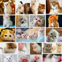 بهشت گربه های سایز کوچیک فنجونی بی دردسر