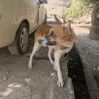 سگ نگهبان