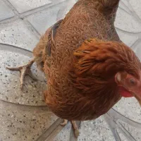 مرغ کرچ
