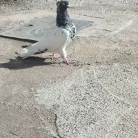 کله سیاه|حیوانات|نیشابور, مازول|دیوار