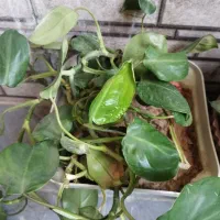 ده تا گل فقط ۵۰۰ دونی ۵۰|گل و گیاه طبیعی|یاسوج, |دیوار