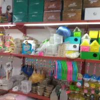 انواع عروس هلندی بار جدید|پرنده|کوهدشت, |دیوار