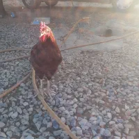 خروس