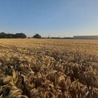 فروش ۱ هکتار