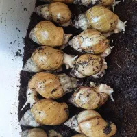 حلزون طبی فوری فروشی