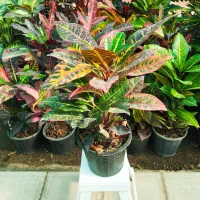 کروتون ،گل وگیاه آپارتمانی