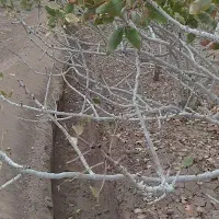 دستگاه ترنچر برای چاله کودی بسیار تمیز..|خدمات باغبانی و درختکاری|رفسنجان, |دیوار